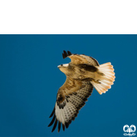 گونه سارگپه پا بلند Long-legged Buzzard